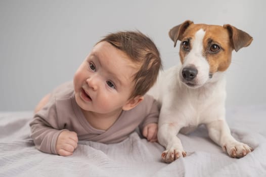 Portrait of a baby lying on his stomach and a Jack Russell Terrier dog