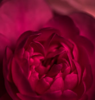 Red rose flower petals. Soft focus, abstract floral background. Macro flowers backdrop for holiday design