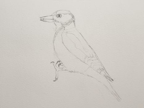 Step-by-step drawing of woodpecker bird with watercolor. Step one of four - pencil sketch. Woodpecker painting in watercolor. Side view of female great spotted woodpecker