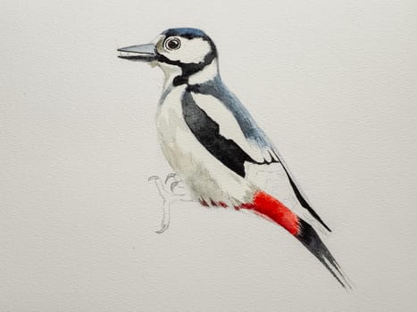 Step-by-step drawing of woodpecker bird with watercolor. Step two of four - watercolor painting. Woodpecker painting in watercolor. Side view of female great spotted woodpecker