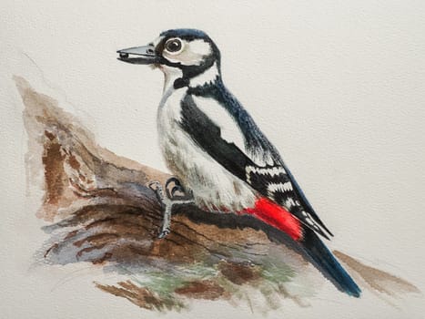 Step-by-step drawing of woodpecker bird with watercolor. Step four of four - background painting. Woodpecker painting in watercolor. Side view of female great spotted woodpecker