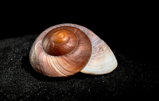 Close-up of Ryssota ovum seashell on a black sand background
