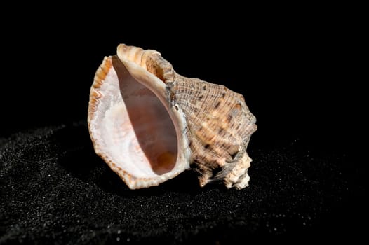 Close-up of Rapana seashell on a black sand background