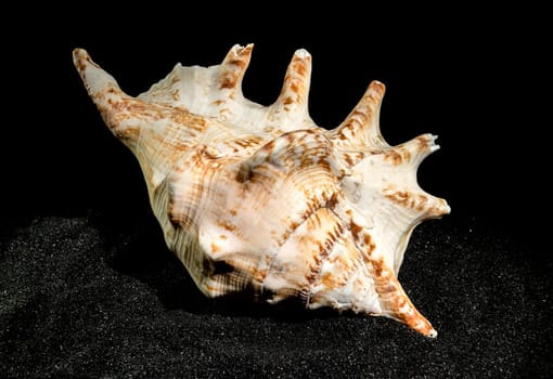 Lambis Lambis seashell on a black sand background