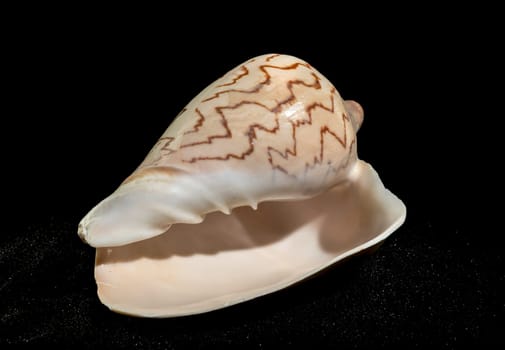 Cymbiola nobilis seashell on a black sand background