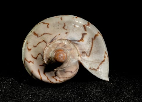 Cymbiola nobilis seashell on a black sand background