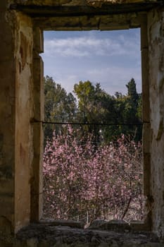 almond blossoms in Cyprus in winter 1