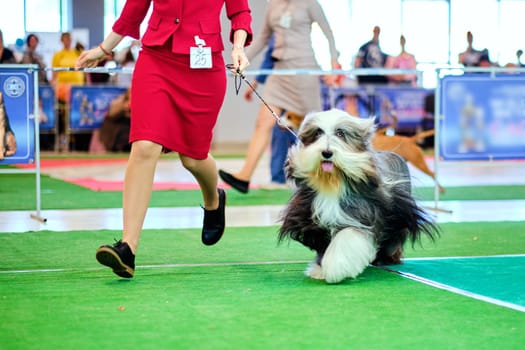 A Tibetan terrier at a dog show runs in the ring next to a handler, a dog demonstration specialist