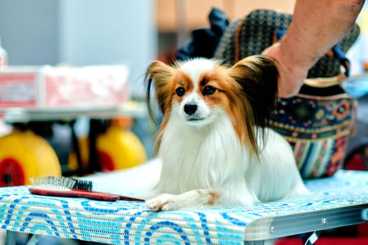 Papillon, also called the continental toy spaniel at the dog show on the grooming table