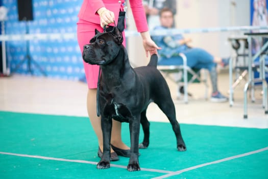 A female handler puts a Cane Corso dog in the ring at a dog show.