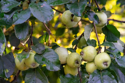 A branch of an apple tree with green apples. Many apples on a branch. Raindrops on apples