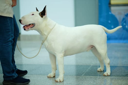 Bull terrier of white color standing