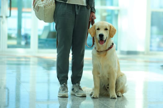 The Labrador Retriever sits at the feet of the owner