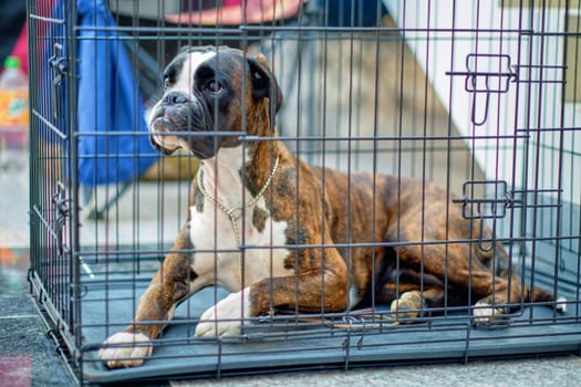 Boxer dog in an animal cage for safety