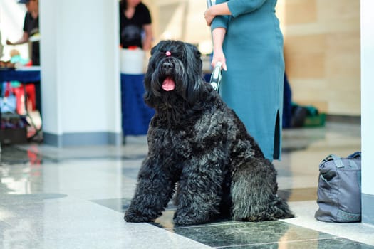 A black Russian terrier sits in front of a woman