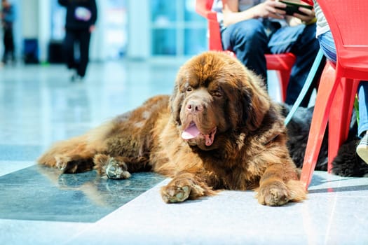 The brown Newfoundland lies and attentively observes the world around it