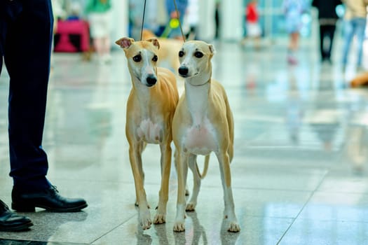 Two Whippet dogs are standing next to each other, the middle plan of the photo