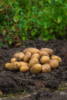 Potato harvest in the garden. selective focus. Food.