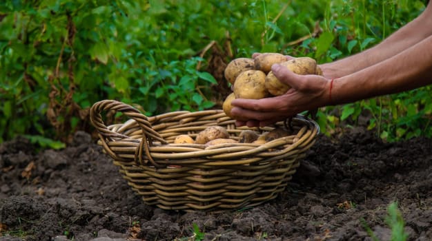 Potato harvest in the garden in hands. selective focus. food.