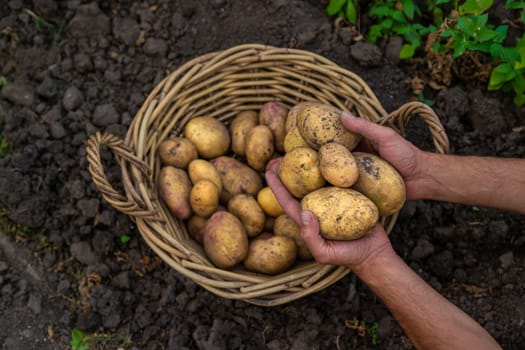 Potato harvest in the garden in hands. selective focus. food.