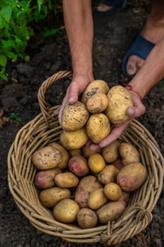 Potato harvest in the garden in hands. selective focus. food.