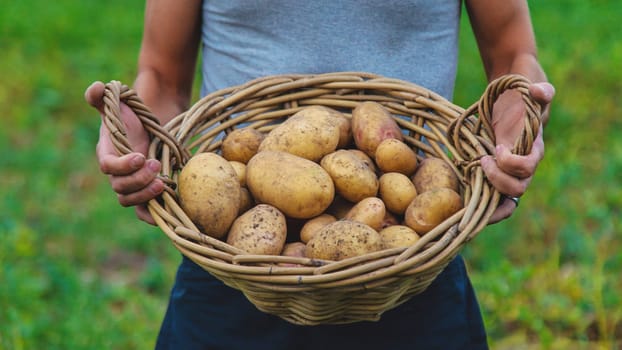 Potato harvest in the garden in hands. selective focus. food.