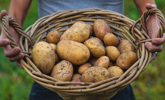 Potato harvest in the garden in hands. selective focus. food.