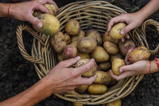 Potato harvest in the garden in hands. selective focus. food.