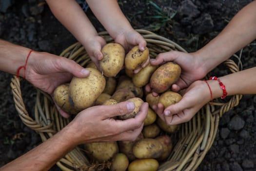 Potato harvest in the garden in hands. selective focus. food.