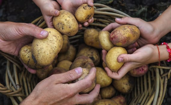 Potato harvest in the garden in hands. selective focus. food.