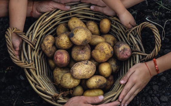 Potato harvest in the garden in hands. selective focus. food.