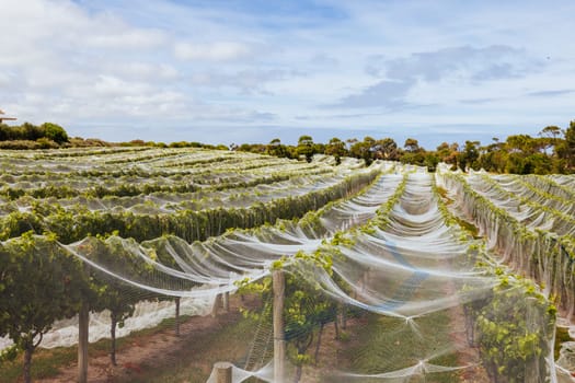Grape vines close to harvest on a sunny day on the Mornington Peninsula in Victoria, Australia