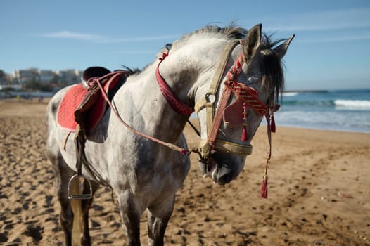 Portrait of a horse in captivity against the background of the ocean. Concept of exploiting animals for profit. people. Animals and wild nature