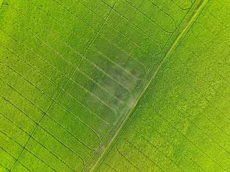 Sustainable agriculture. Aerial view of green rice farm. Beauty nature landscape. Sustainable rice farming. Green paddy field. Rice plantation. Eco-friendly agriculture and environmental conservation.