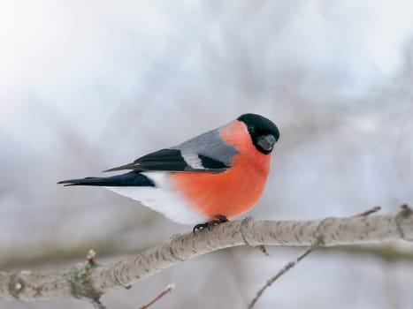 Male bullfinch sitting on branch in winter weather. One cute bullfinch birds in wildlife nature. Eurasian bullfinch with red chest on tree branch
