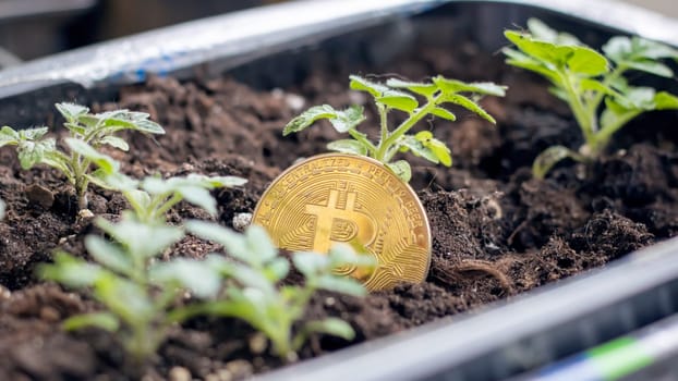 Bitcoin coin on ground among green sprouts close up