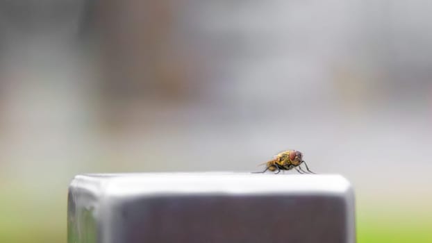 A fly on a metal post of some kind of fence. High quality photo