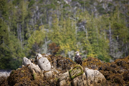 Immature or sub-adult bald eagle looking around while perched on a rock covered in seaweed with trees in the background, Central British Columbia, Canada