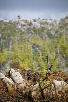 Immature or sub-adult bald eagle with wings spread for takeoff from a rock covered in seaweed, Central British Columbia, Canada