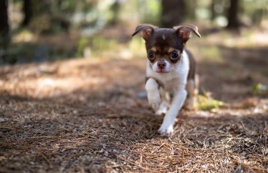 A joyful Chihuahua puppy prances through the forest leaves, with a playful demeanor and a twinkle in its eye.