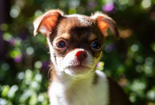 The warm sunlight filters through the foliage, casting a glow on the delicate features of a Chihuahua puppy in a serene garden.