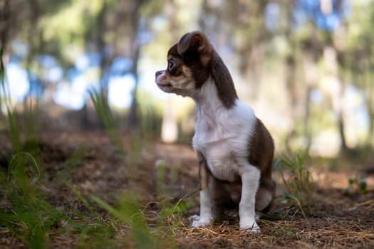 A contemplative Chihuahua puppy sits quietly in the forest, reflecting in a moment of peaceful solitude.