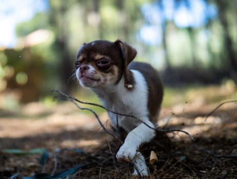 A playful Chihuahua puppy in a lively stance, ready to frolic in the forest with a whimsical expression.