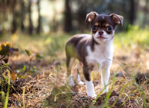 An innocent Chihuahua puppy stands on a bed of fallen leaves, its bright eyes capturing the essence of autumn s splendor.