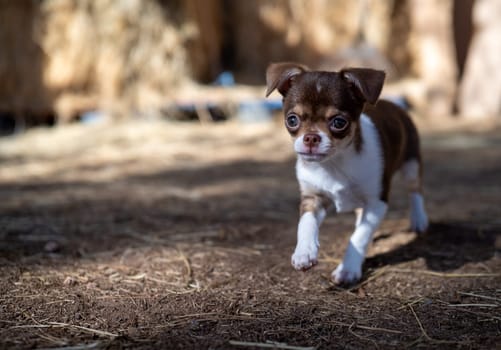 A brown and white Chihuahua puppy takes cautious steps on a straw-covered ground, exploring with determination.