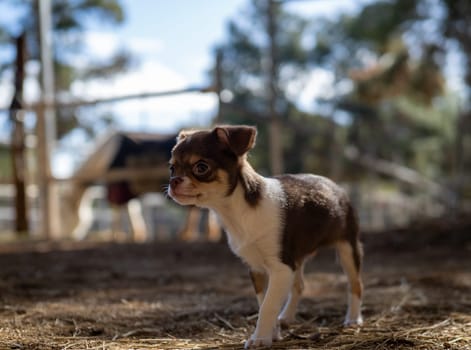 A curious Chihuahua puppy carefully explores a farmyard, with a backdrop of wooden fences and a clear sky above.