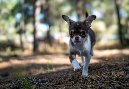 An adventurous Chihuahua puppy trots forward in the forest, exuding exploration and excitement in its natural habitat.