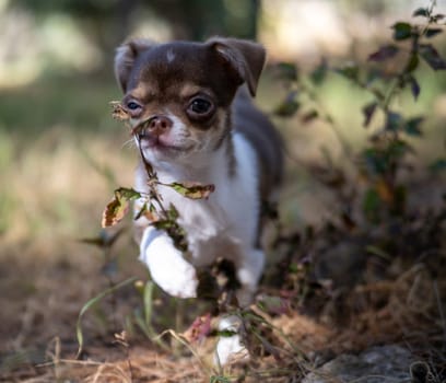 A playful brown and white Chihuahua puppy peeks through autumn leaves, embodying the playful spirit of fall.