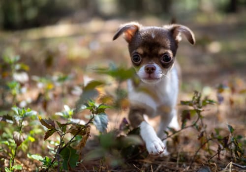A Chihuahua puppy enjoys a sunny day, its delicate features illuminated by the warm, natural light filtering through the trees.