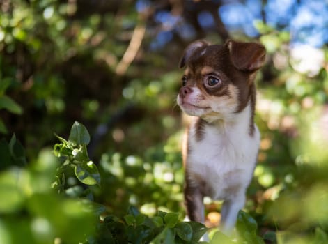 A tiny Chihuahua puppy with thoughtful eyes sits serenely in the dappled shade of a garden, surrounded by a lush, leafy environment.